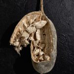 baobab fruit