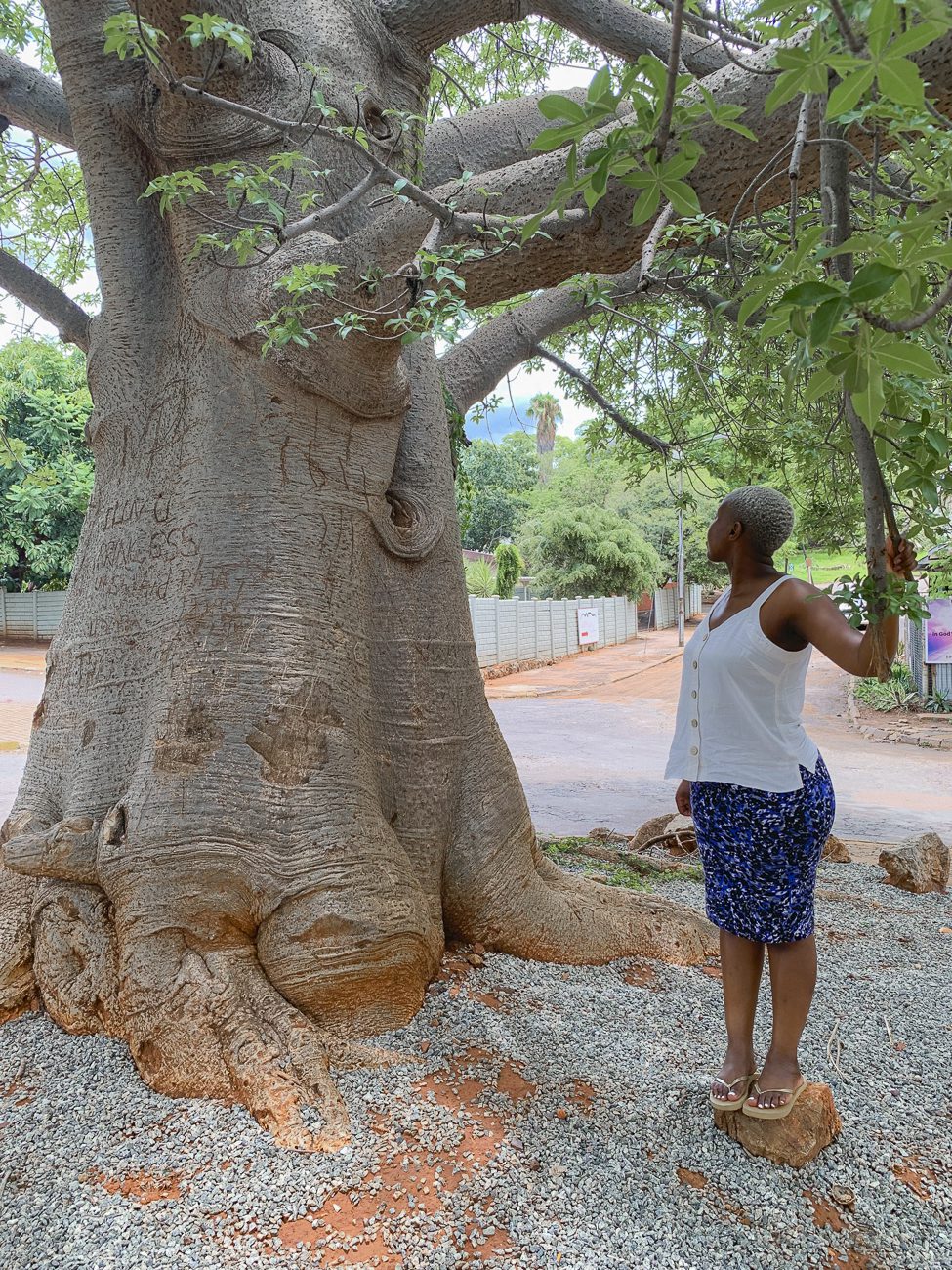 baobab tree in Limpopo, Thambazimbi