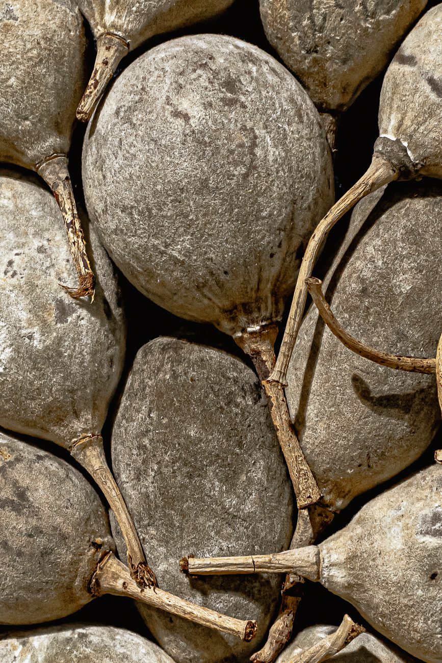 mighty baobab, baobab fruit