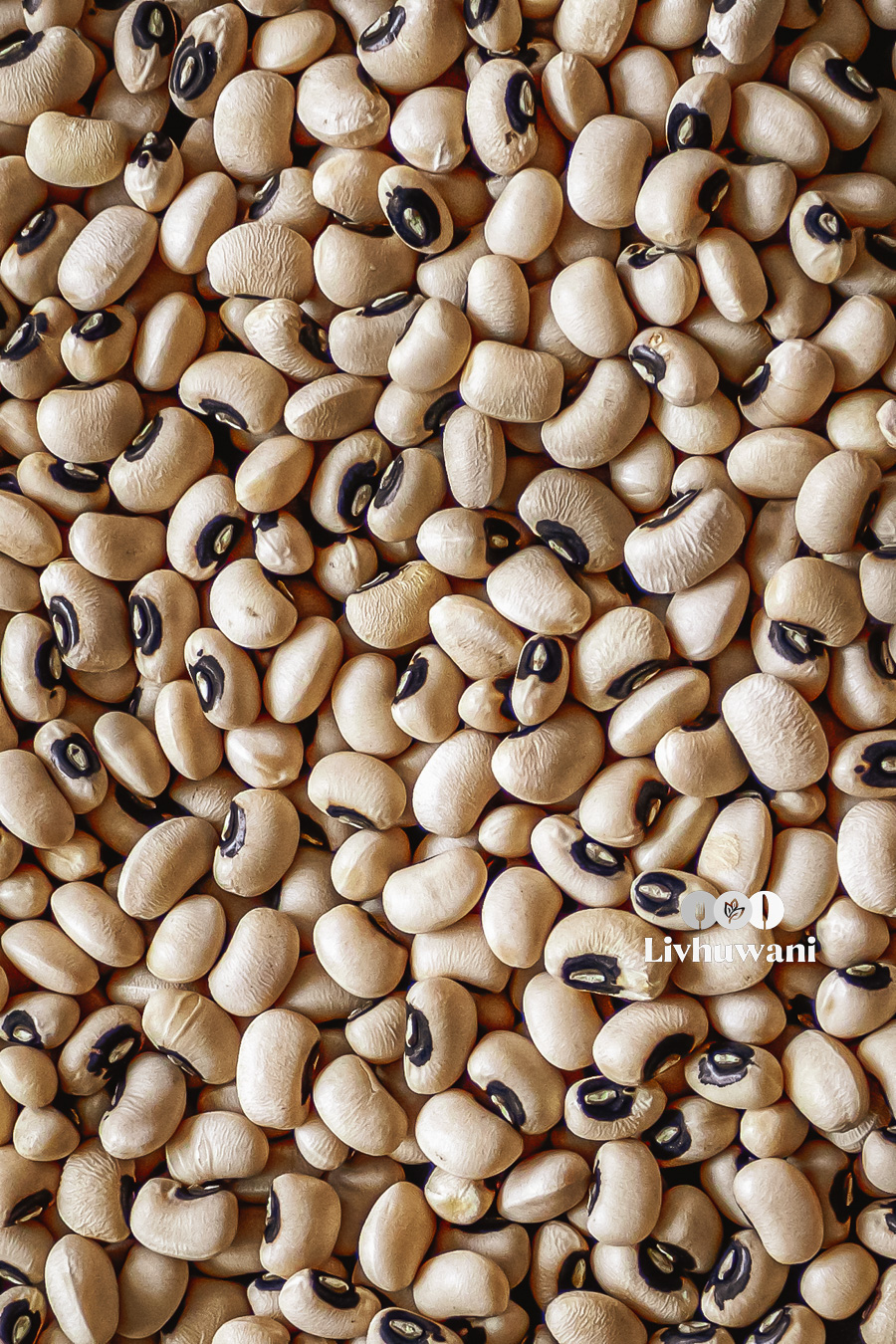 dried cowpea